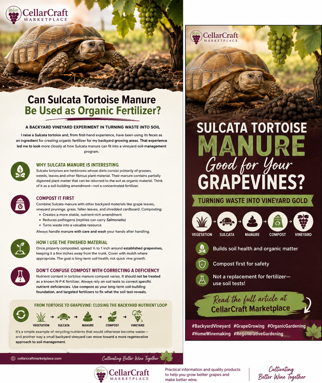 Backyard vineyard soil amended with composted Sulcata tortoise manure and grape vine prunings